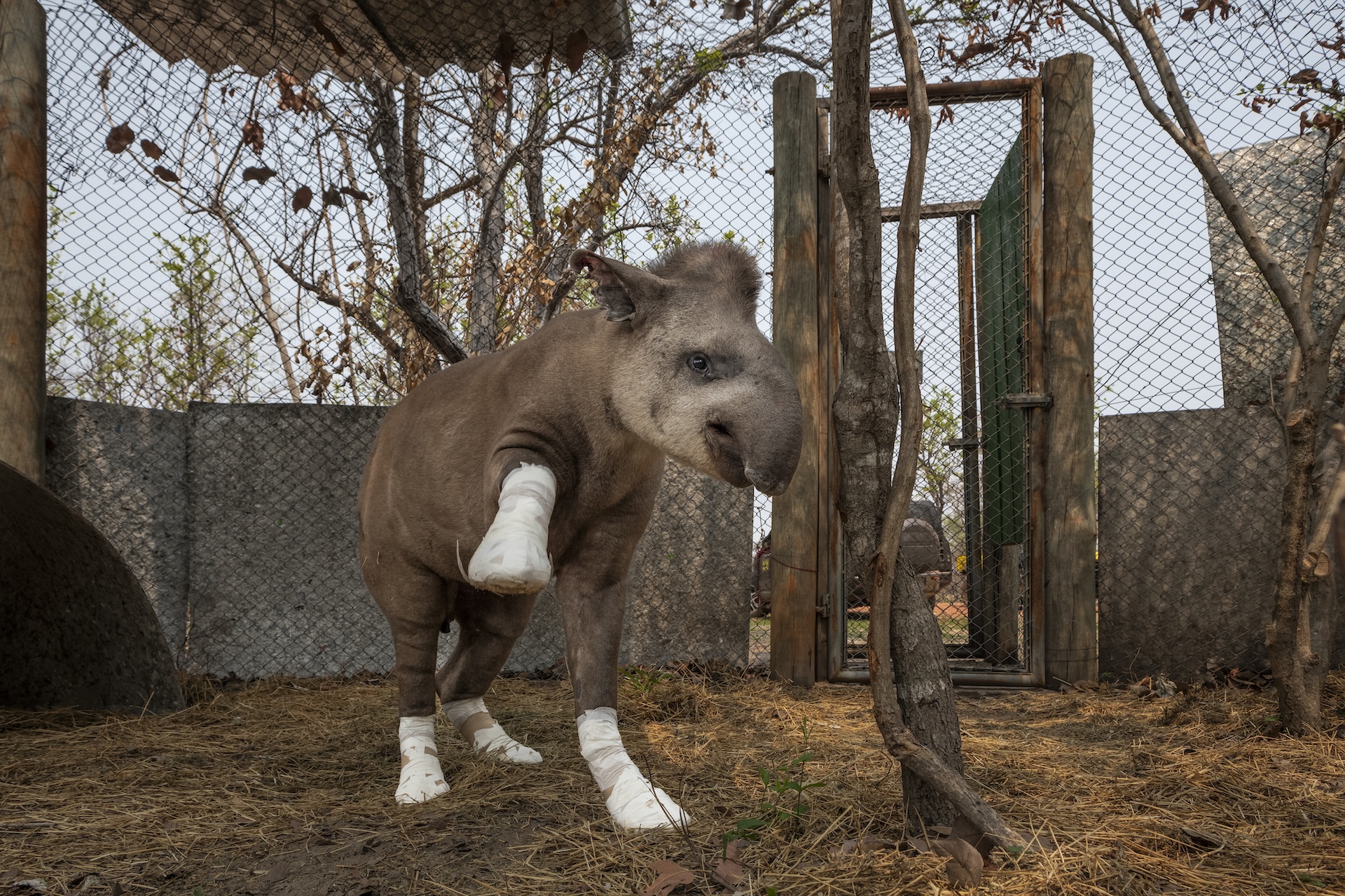 a tapir with bandaged feet plays in its enclosure