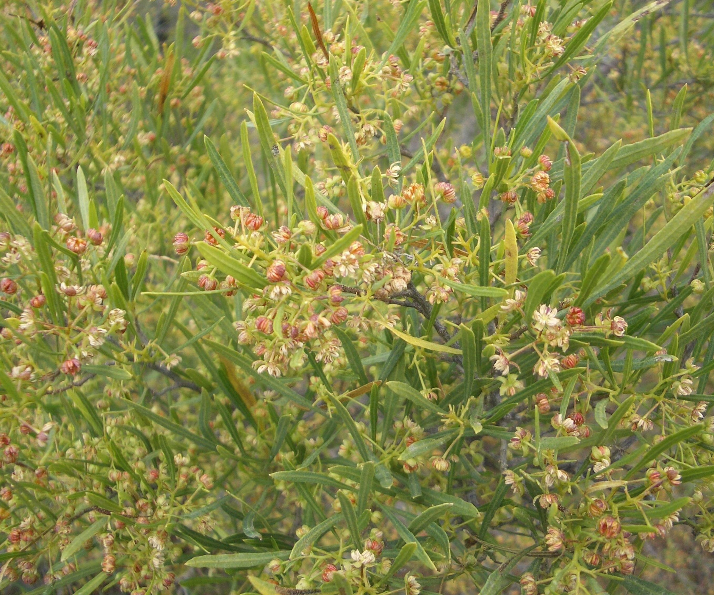 close up of narrow leaf hopbush