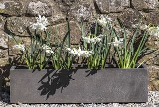 Slate grey Window Box Planter with white flowers