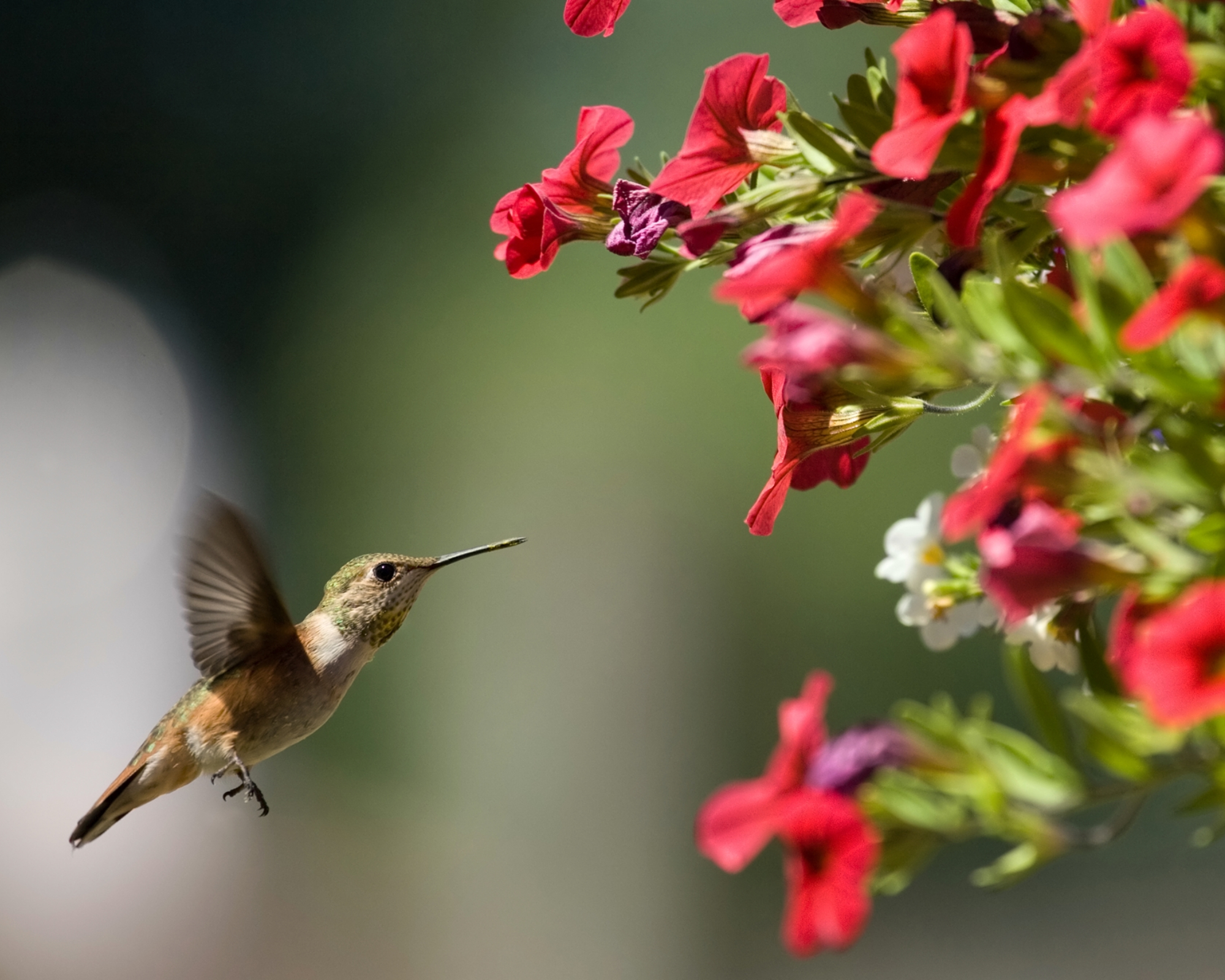 hummingbirds attracted by nectar to red petunia flowers growing in a hanging basket