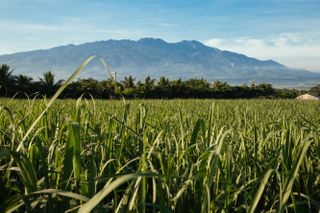 Don Papa sugar cane fields in the Philippines