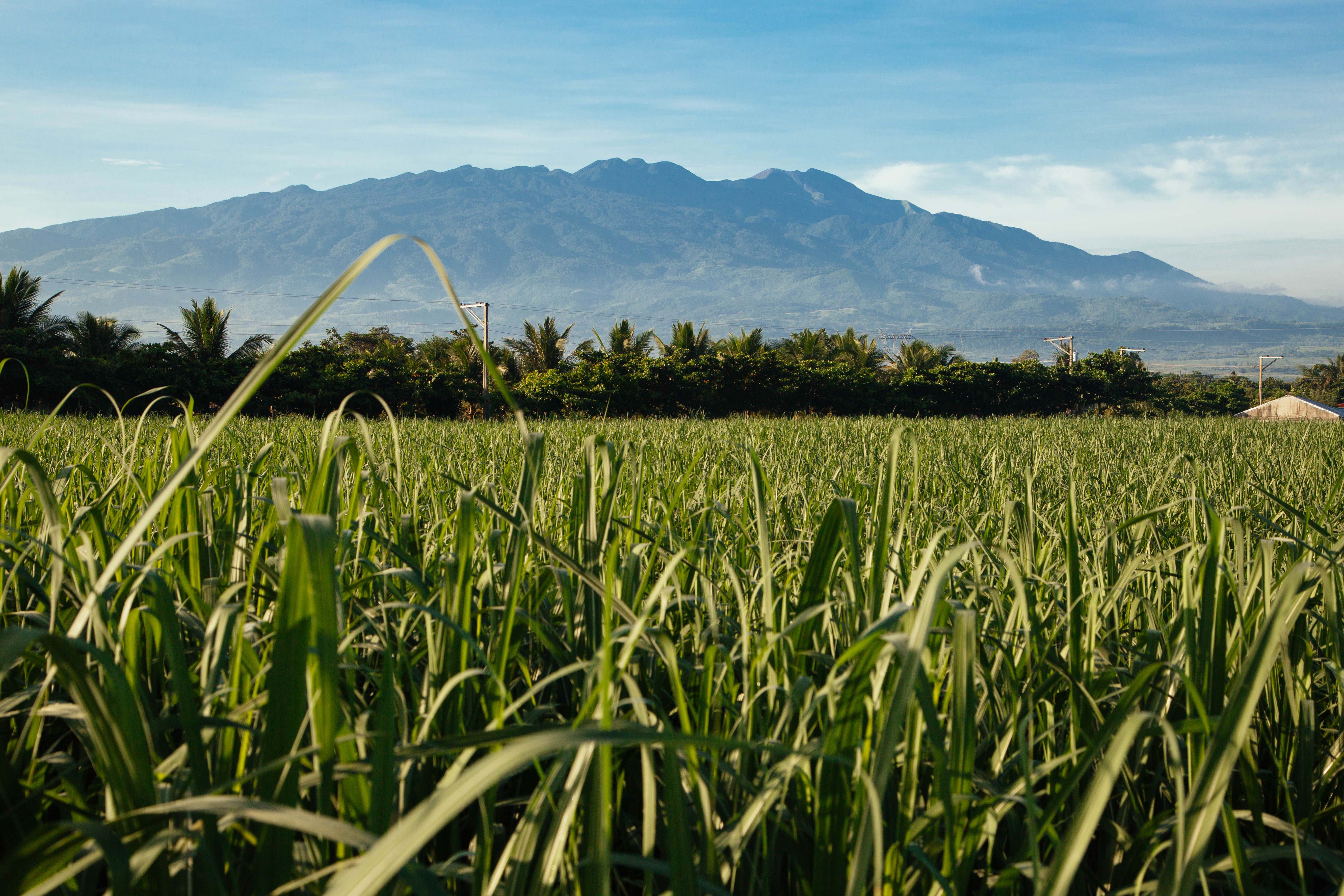 Don Papa sugar cane fields in the Philippines