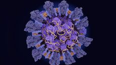 The novel coronavirus uses its spike protein (dark blue) to infiltrate host cells, whose machinery it uses to replicate its RNA (yellow).