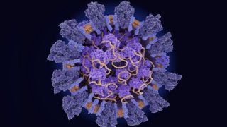The novel coronavirus uses its spike protein (dark blue) to infiltrate host cells, whose machinery it uses to replicate its RNA (yellow).