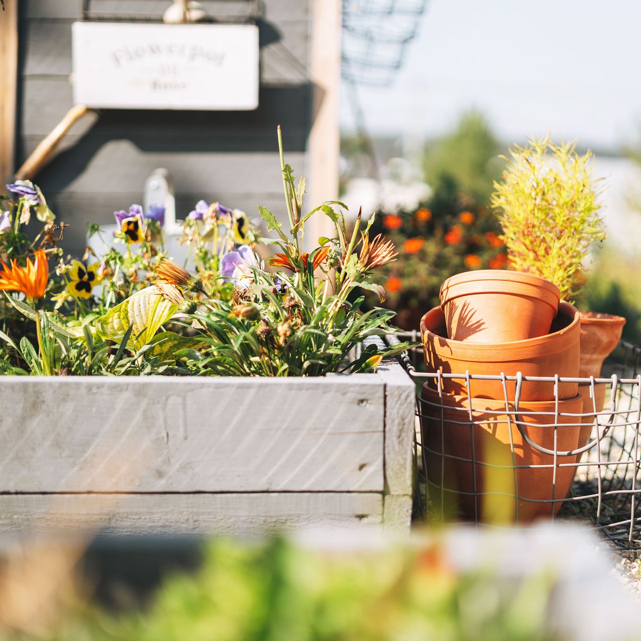 Herbs growing in a planter in the fall