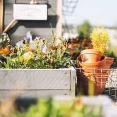 Herbs growing in a planter in the fall