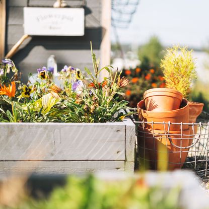 Herbs growing in a planter in the fall