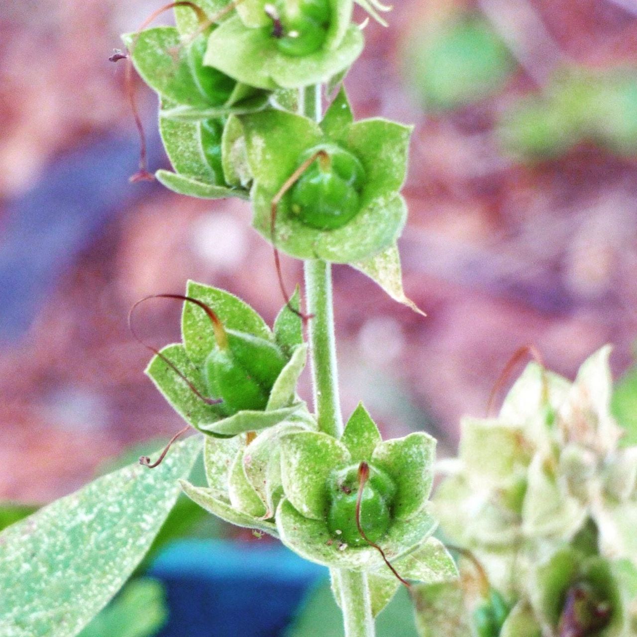 foxglove seed pods