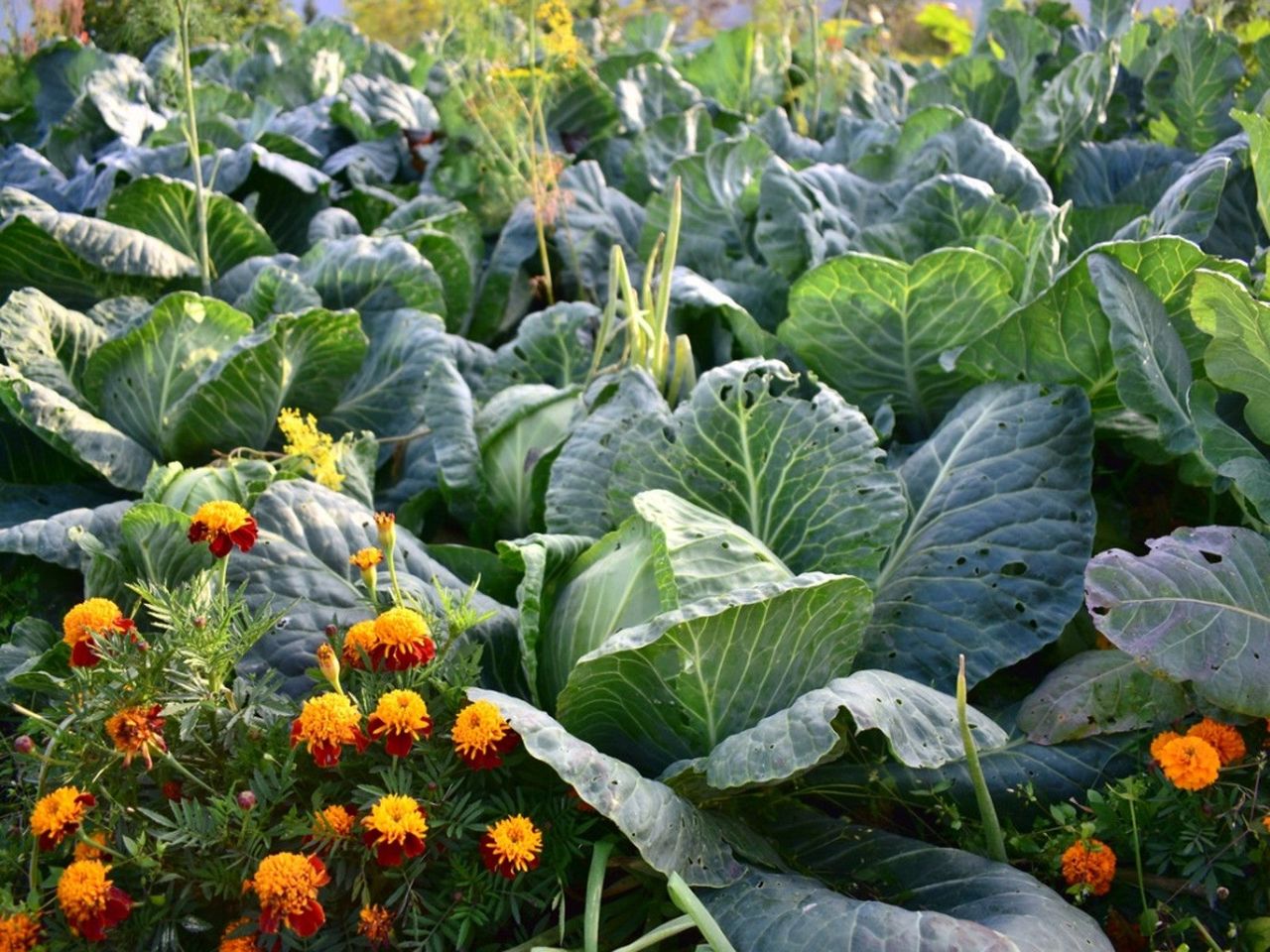 Marigolds and cabbage growing together