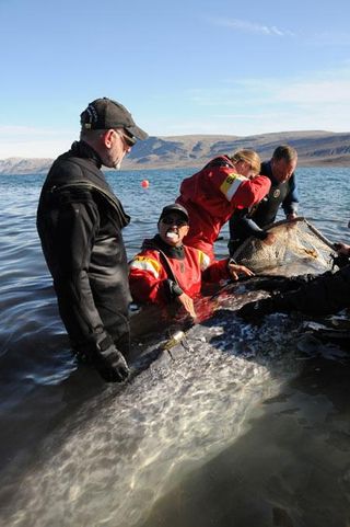 A narwhal being tagged by researchers.