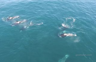 A pod of killer whales is stalking baby grey whales off Monterey Bay in California.
