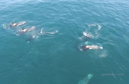 A pod of killer whales is stalking baby grey whales off Monterey Bay in California.
