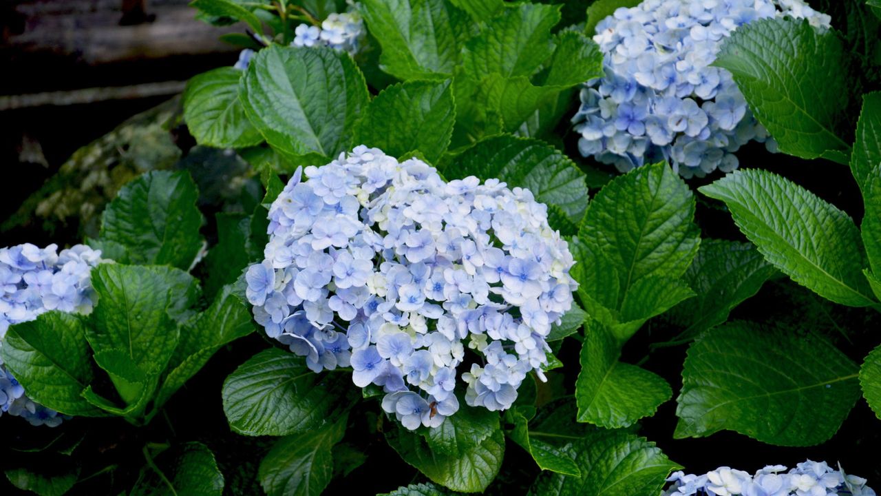 A bigleaf Endless Summer hydrangea with blue flowers