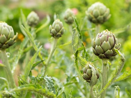 Diseased Artichoke Plants