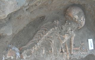 The skeleton, shown here, of a possibly 40-year-old female was also found inside the grave (within Silo C339).