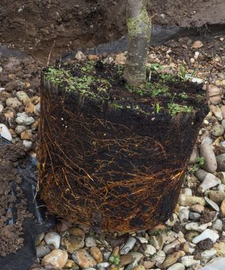 preparing the root ball of a plum tree before planting