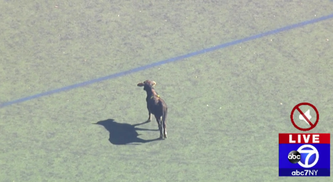 Cow on the loose in Prospect Park.