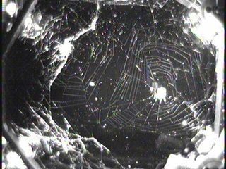 Spider Success! Weightless Webs Spun in Space