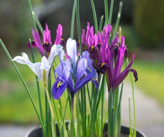 A pot of mixed Iris reticulata