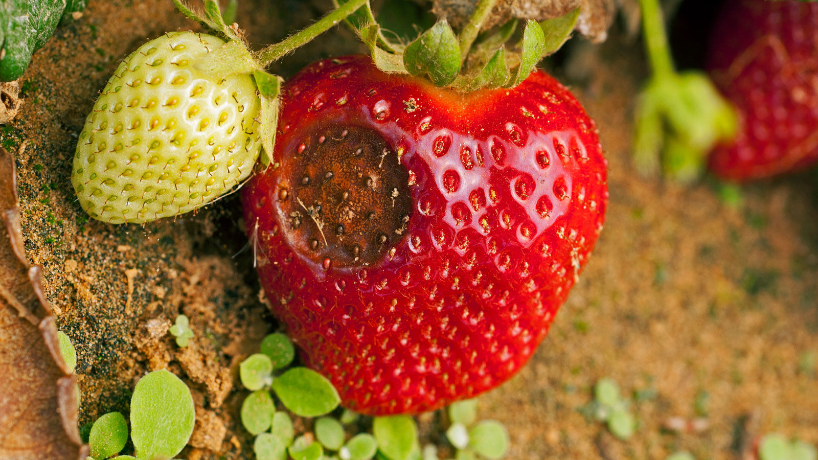 strawberry fruit with signs of anthracnose