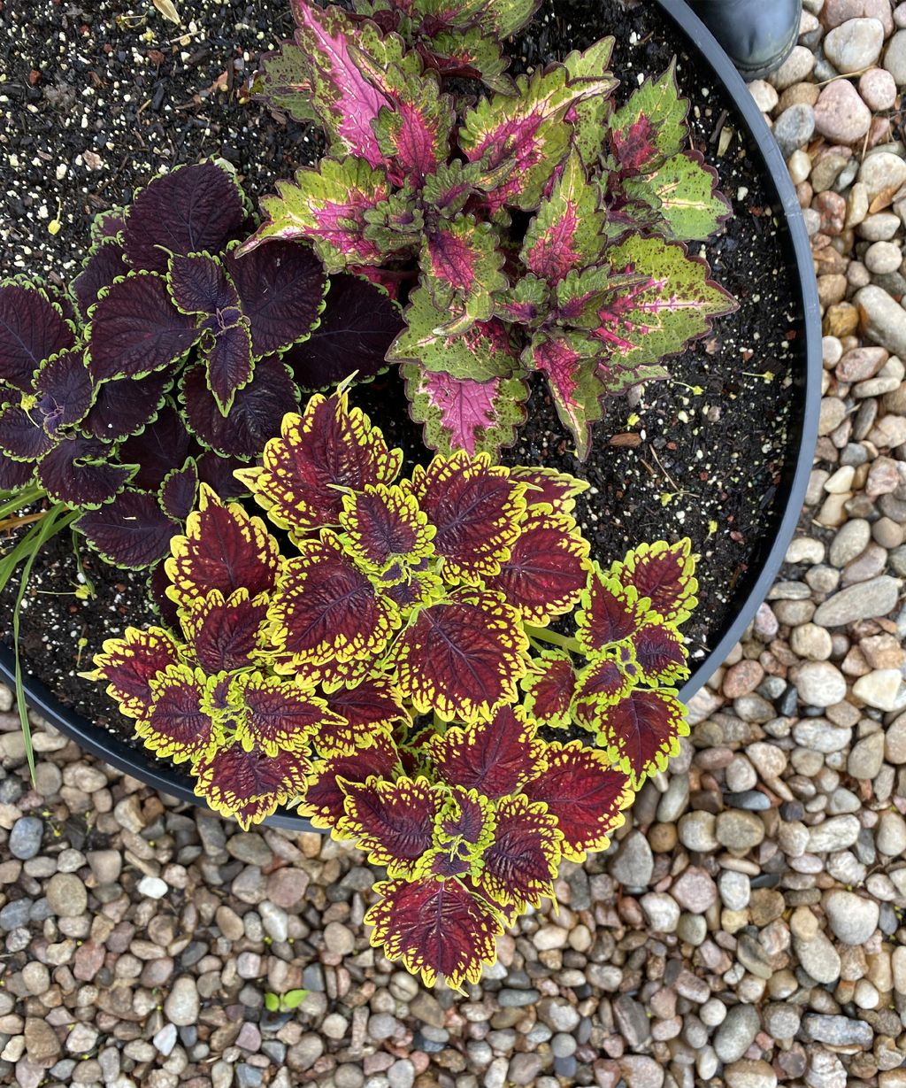 How to plant a winter container a step by step guide for perfect