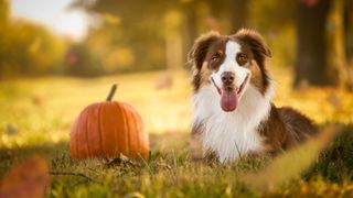 Can dogs eat pumpkin: Australian Shepherd dog sitting outdoors on grass beside a pumpkin