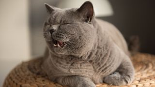 Grey cat meowing