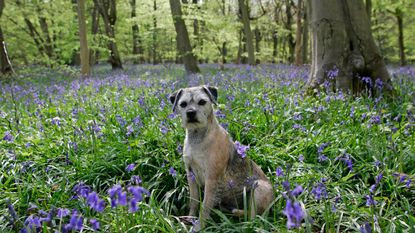 Dog in a bluebell field