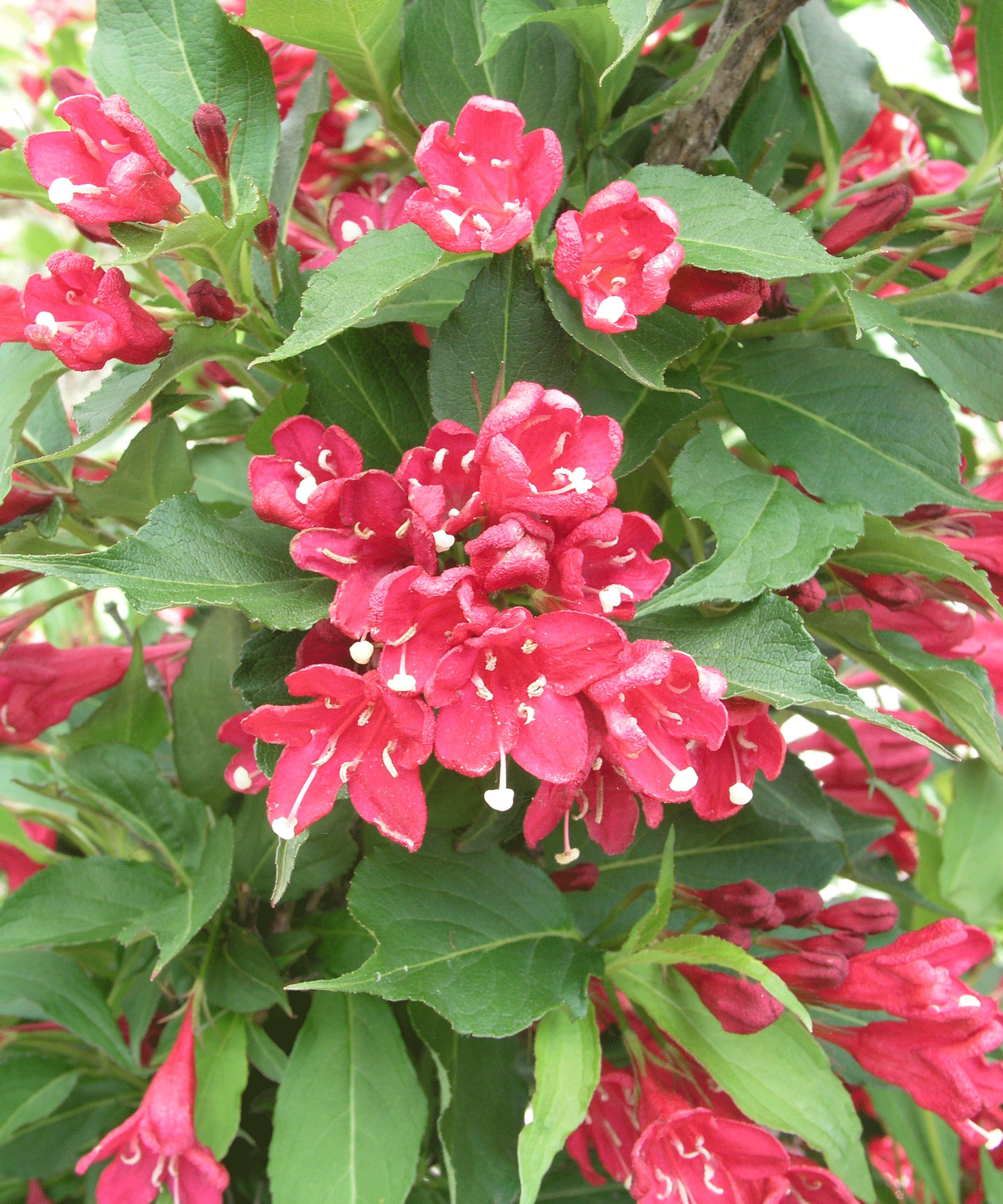 Weigela 'Red Prince'