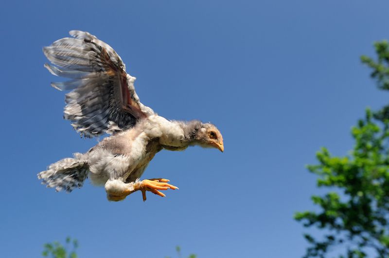 Flying chicken