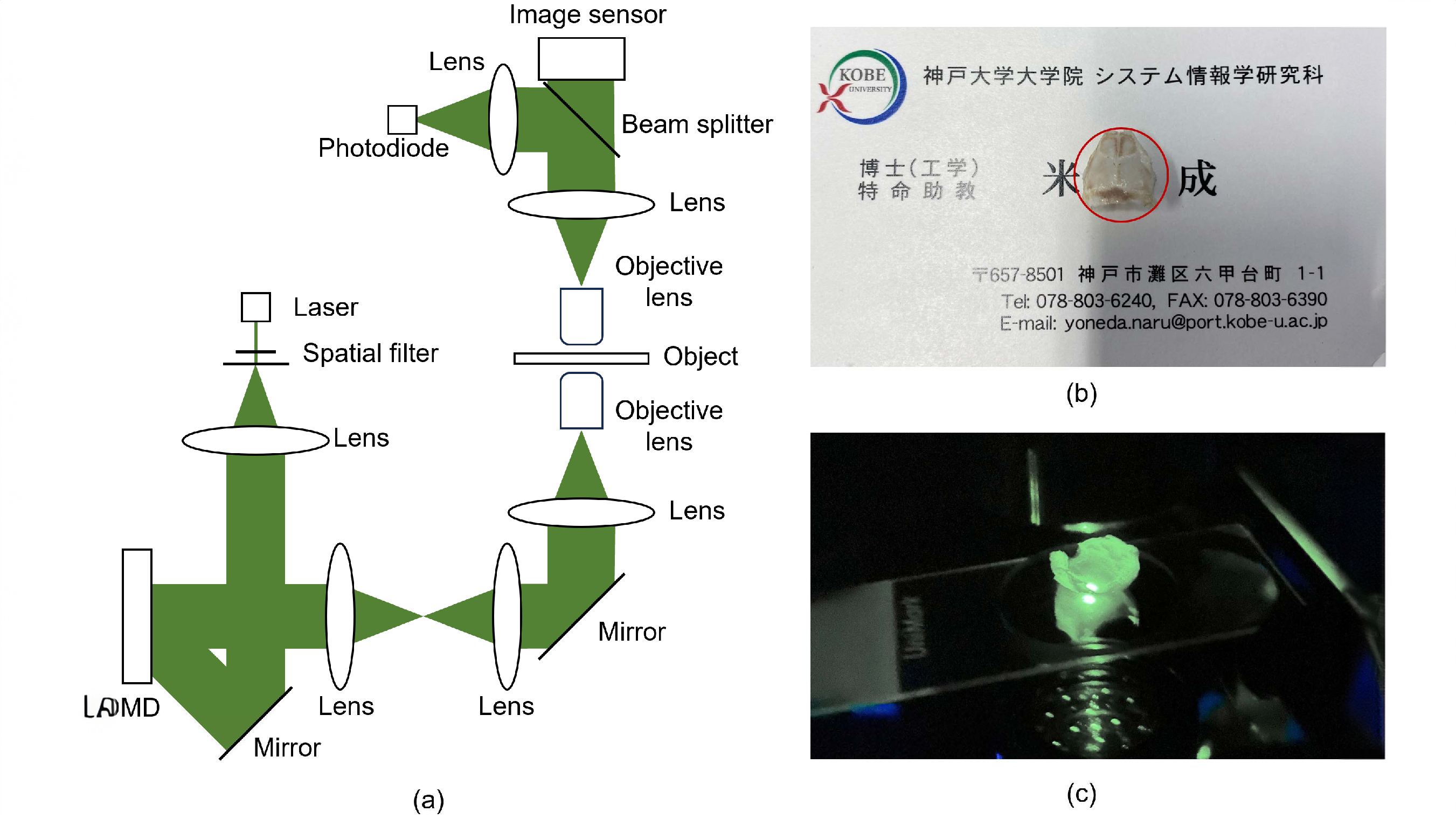 Schematic diagram of an optical system and images of a sample on a slide and a name card from Kobe University