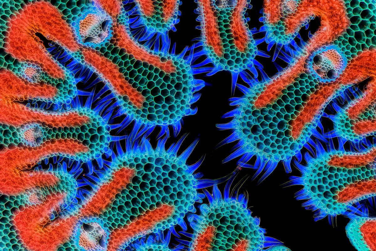 Entrant to the Nikon Small World Photomicrography Competition