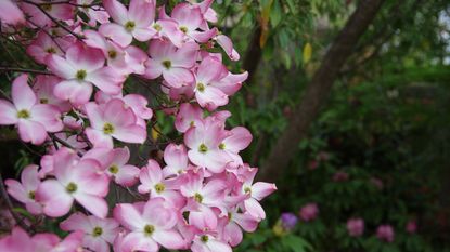 Flowering dogwood tree with pink and white blooms