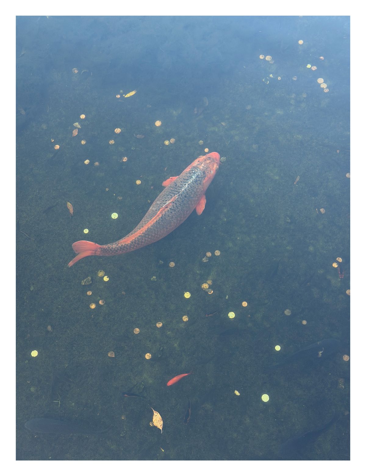 Koi fish swimming in a pond