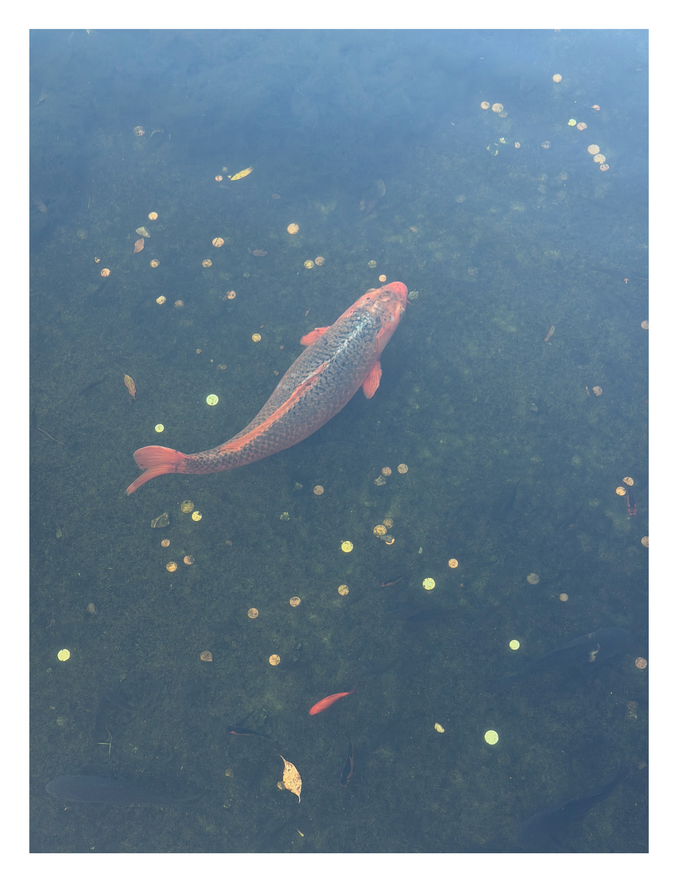 Koi fish swimming in a pond