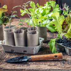 Toilet rolls growing seedlings.