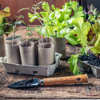 Toilet rolls growing seedlings.