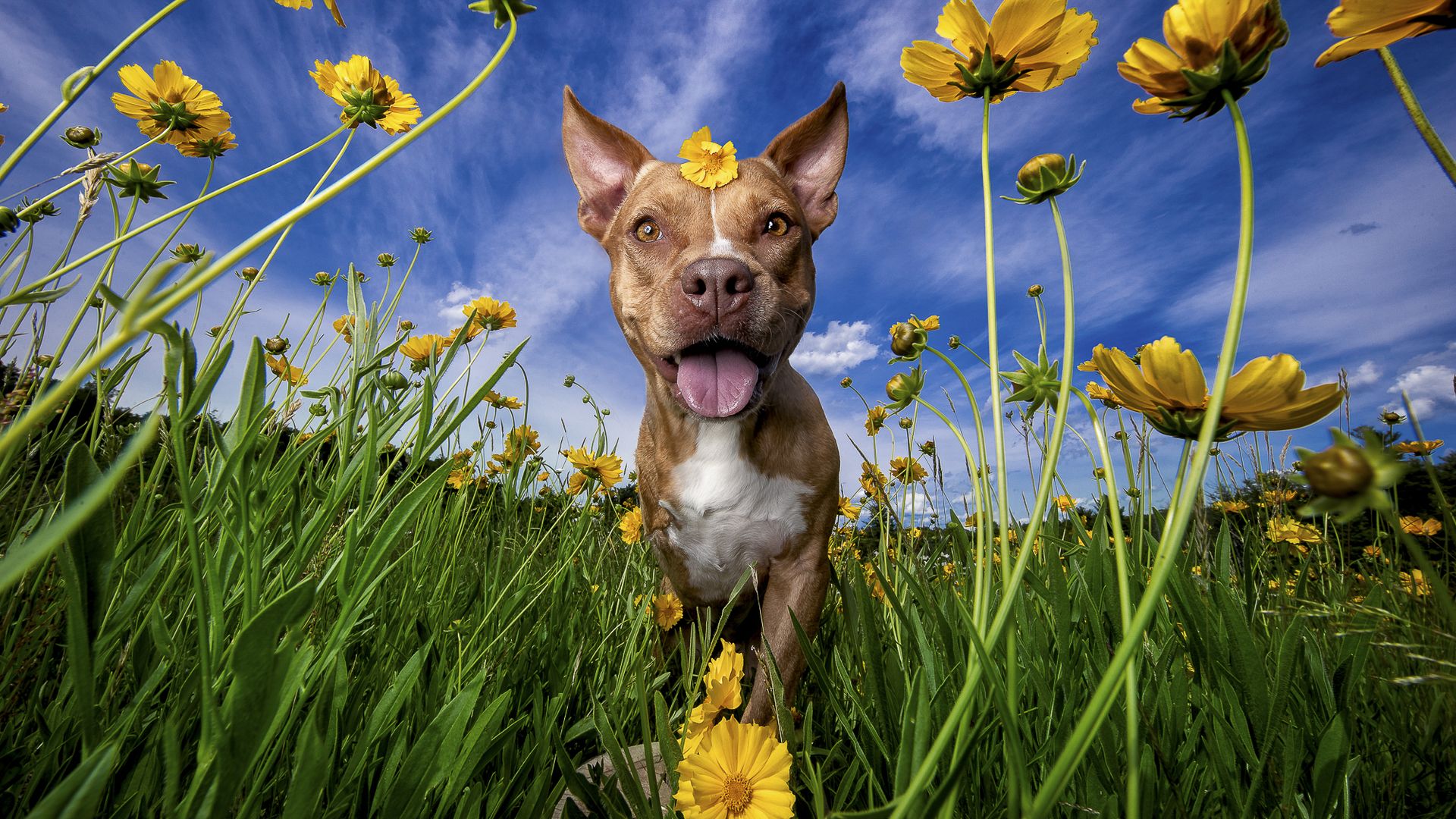 pupparazzi-pro-shares-her-secrets-for-capturing-the-best-dog-photos