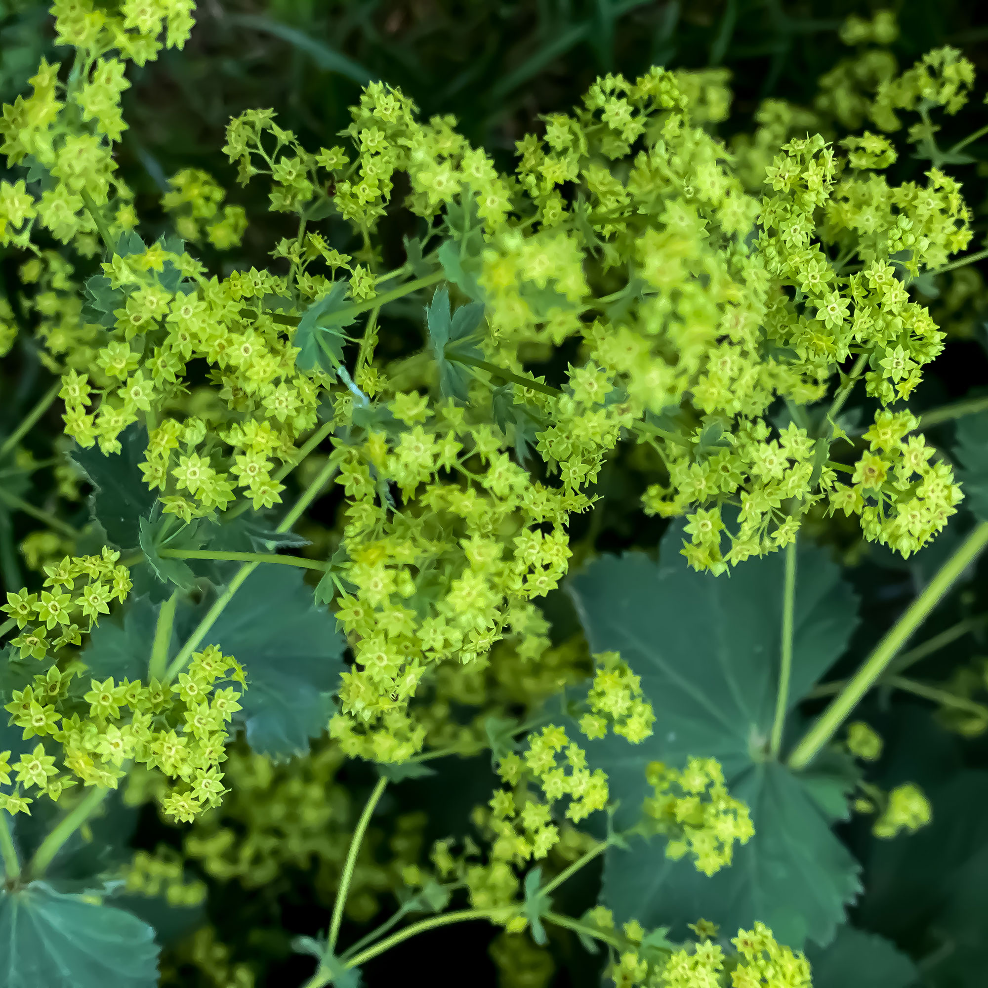 Lady's mantle plant up close