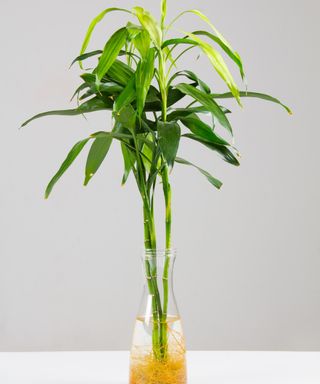Lucky bamboo plant on a table