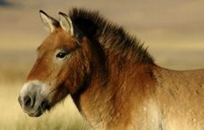 Przewalskis_horse_02.jpg