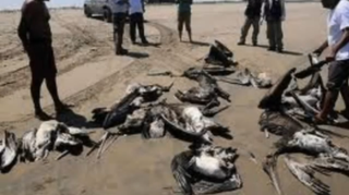 More than 1,000 pelicans and other seabirds have washed ashore in Peru this week.