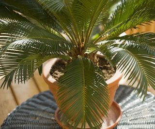 Sago palm in sunshine planted in a terracotta pot on a table