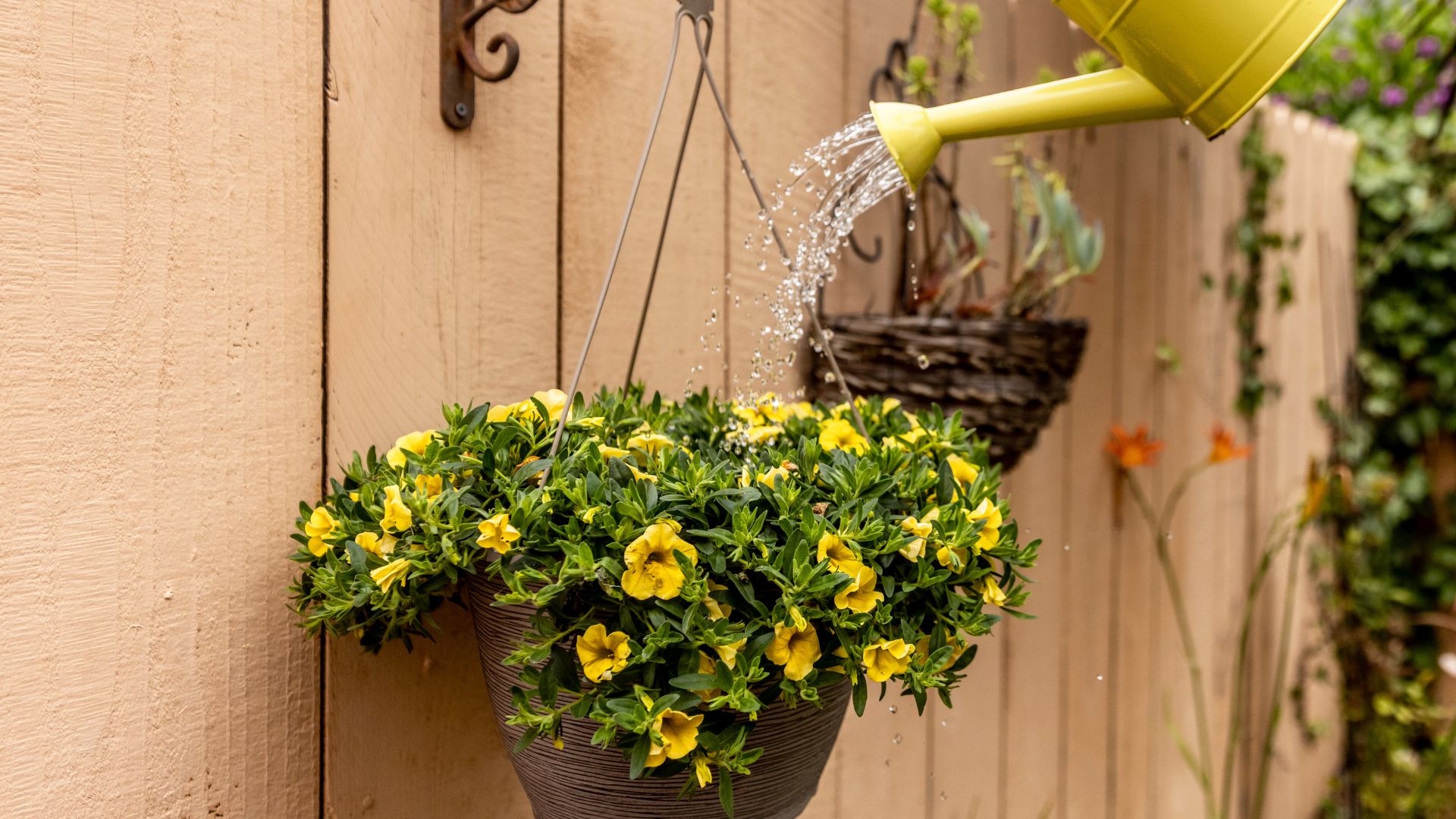 picture of person watering hanging baskets with watering can