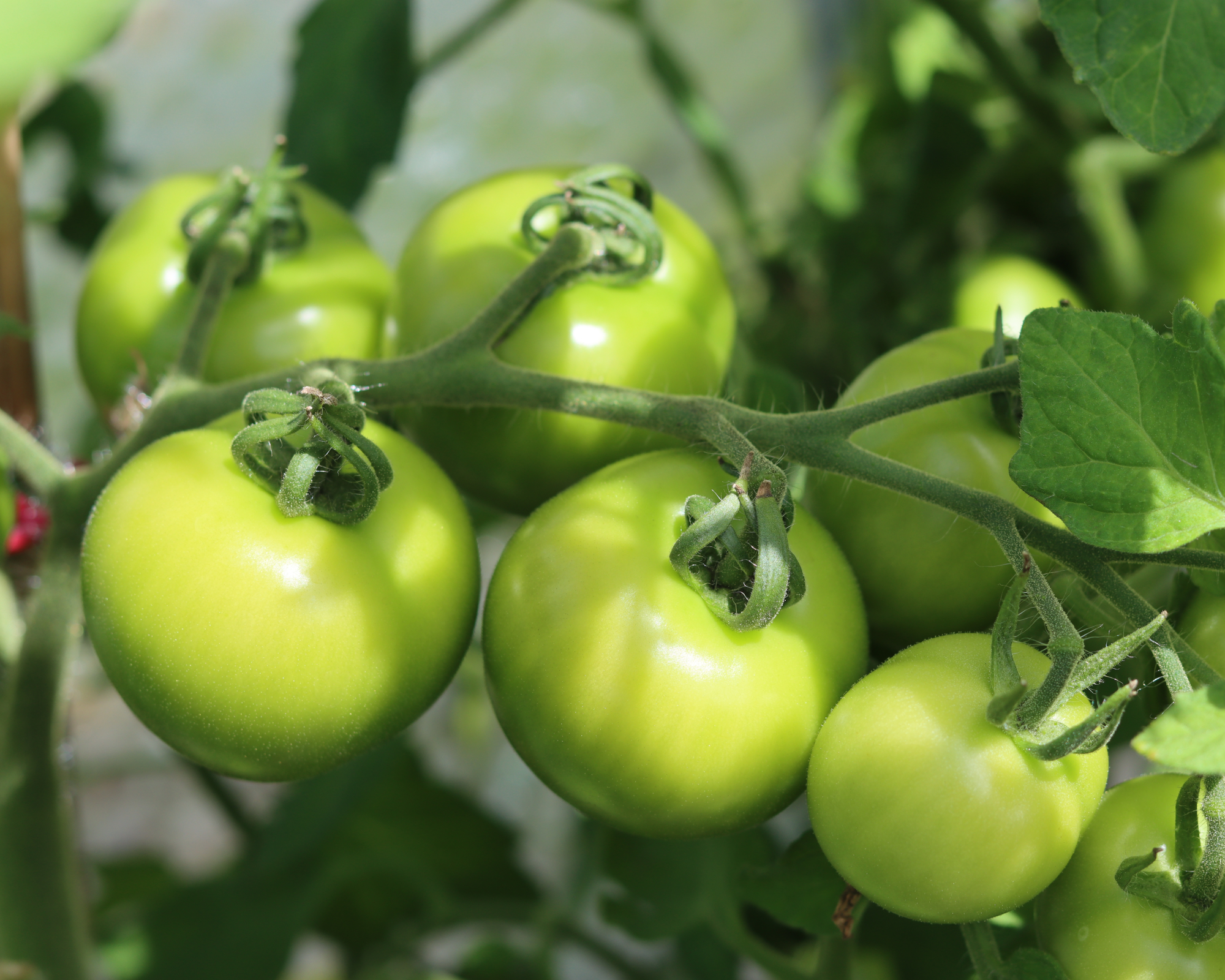 Close up of green tomatoes in sunshine growing in a greenhouse