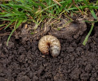 A lawn grub in the soil underneath grass roots