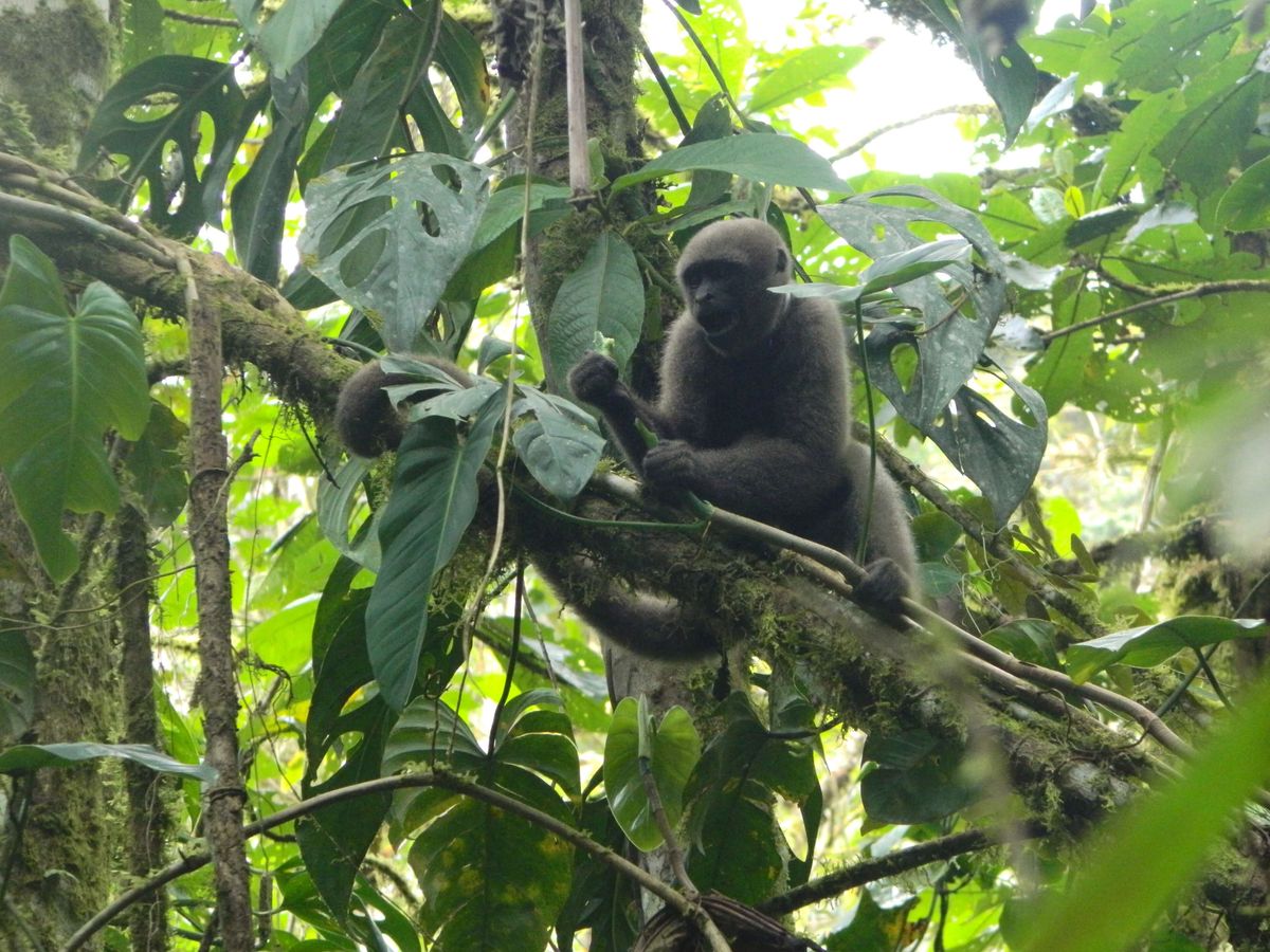 Colombian woolly monkey