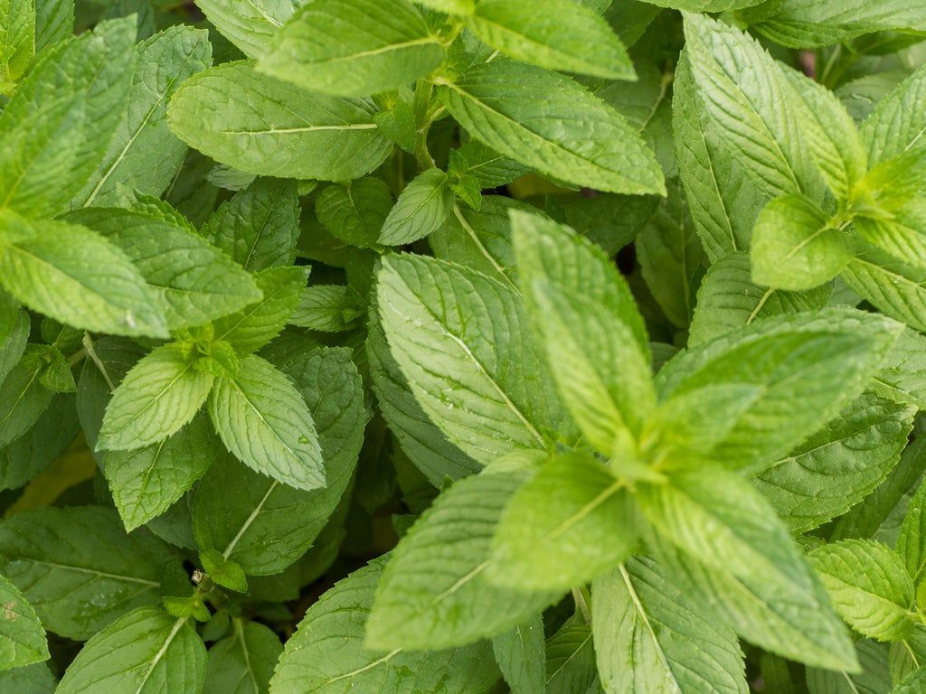 mint leaf shape  Mint leaves, Mint, Leaf shapes