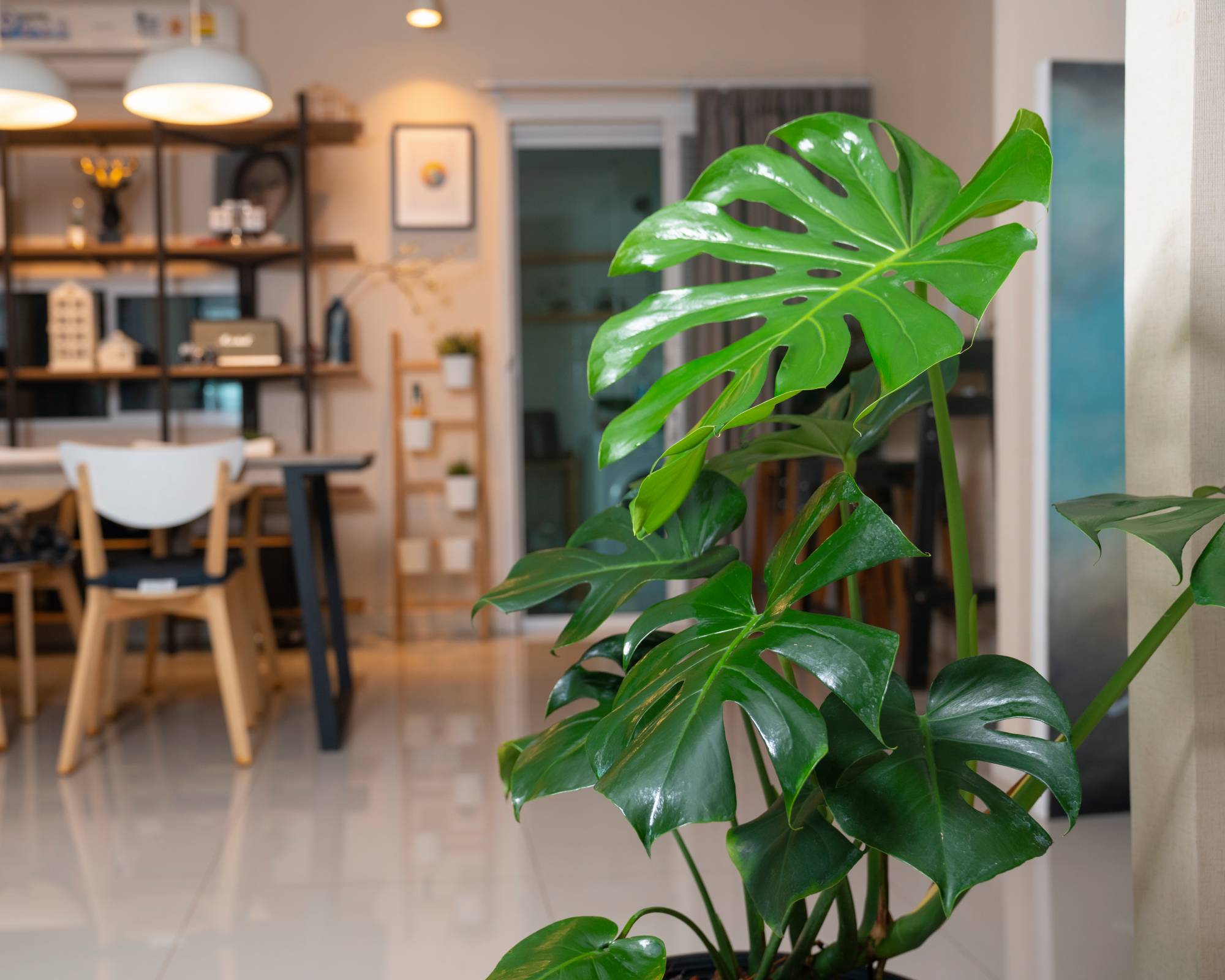 Large split-leaf philodendron in home