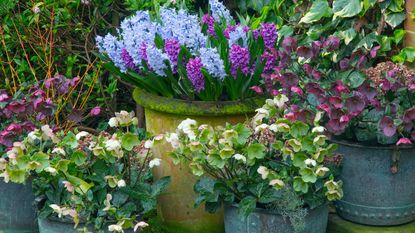 hellebores and hyacinths growing in larger planters